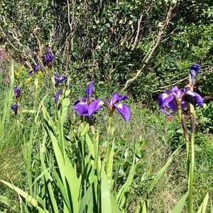 Meet your Posher, Trisha